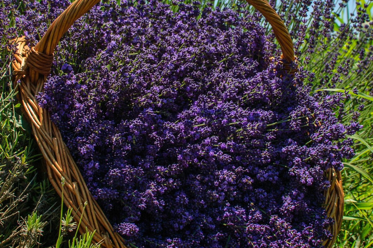 Lavanda Spontană Vs. Lavanda De Cultură – Diferențe și Beneficii ...